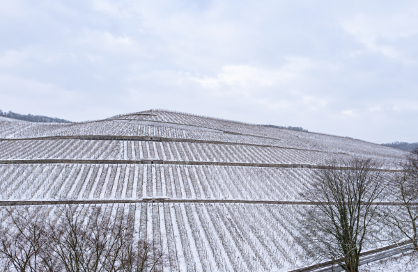 Verschneite Weinbergterrassen im Winter.png