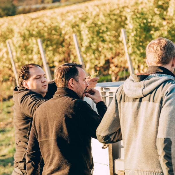 Kellermeister Karsten Peter probiert die Trauben bei der Weinlese