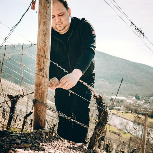 Außenbetriebsleiter Philipp Wolf beim biegen der Reben