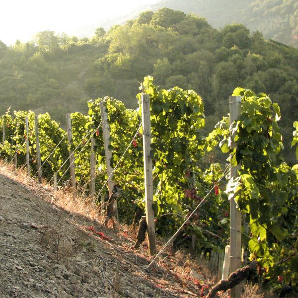Niederhäuser Steinberg C